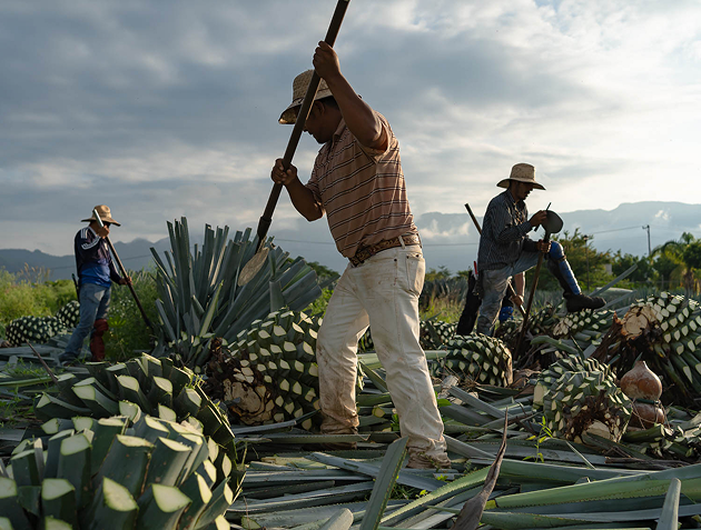 Agaves